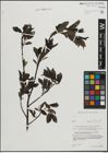 Foto von Salix mielichhoferi Saut.